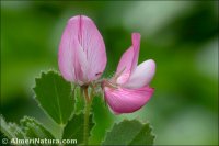 Ononis rotundifolia