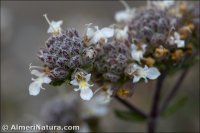 Teucrium hieronymi