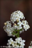 Galium ephedroides