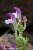 Scutellaria alpina