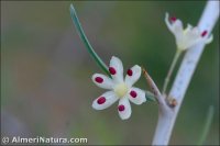 Asparagus albus