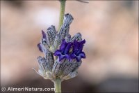 Lavandula lanata