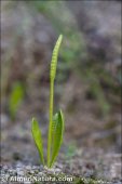 Ophioglossum lusitanicum