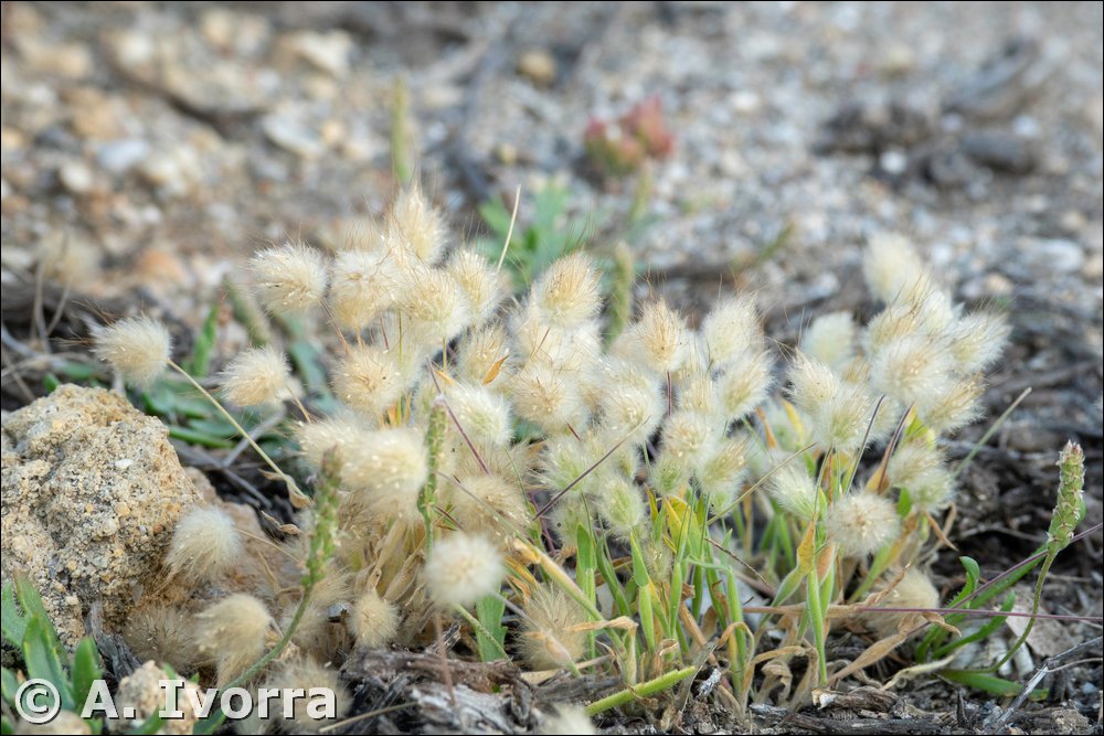 Lagurus ovatus subsp. nanus