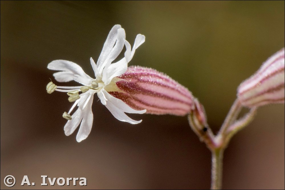 Silene germana